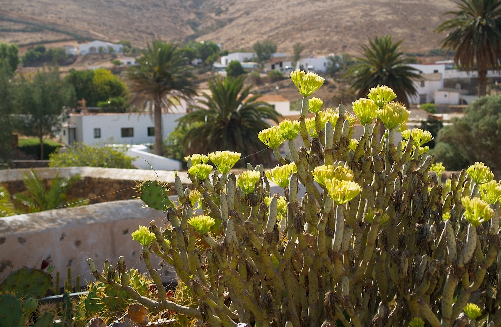 fuerte36.jpg