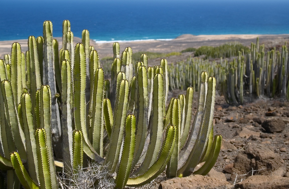 fuerte88.jpg
