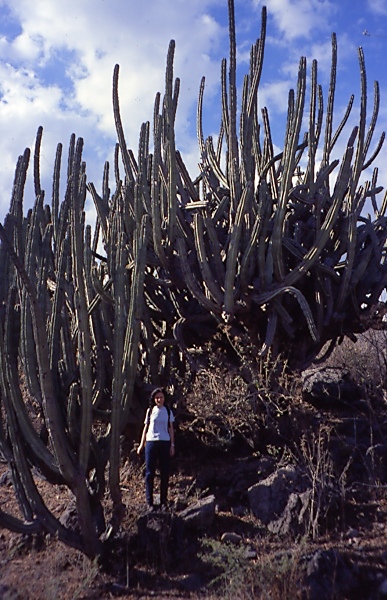 mex04.jpg
