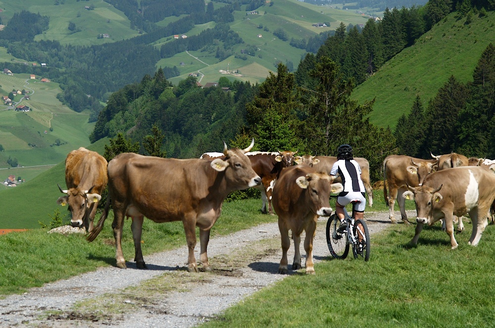 appenzell082.jpg