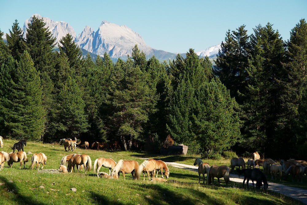 suedtirol050.jpg