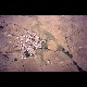 pied1998_04.jpg
