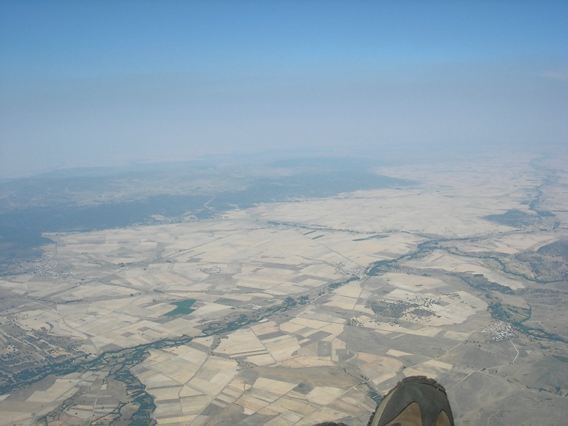 pied2005_04.jpg
